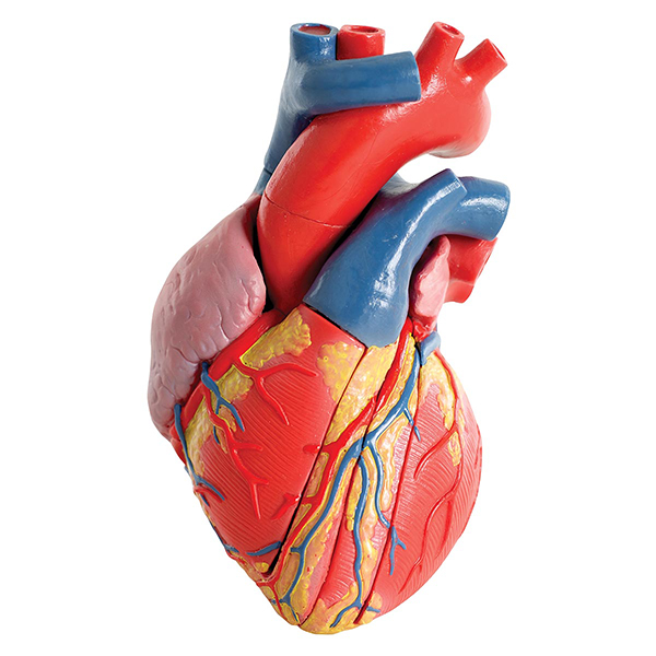 corazon.jpg