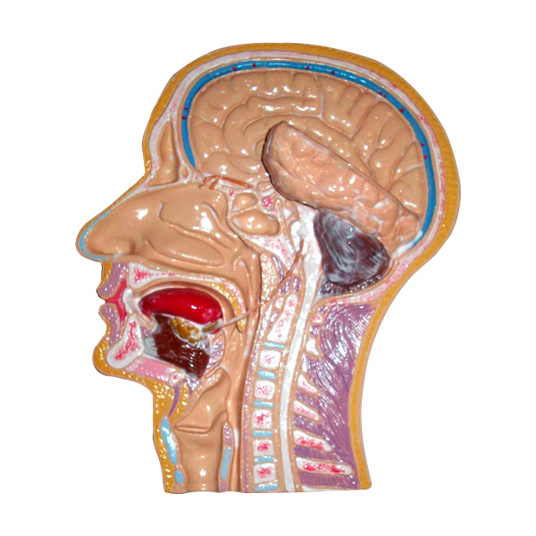 cabeza_corte_medial.jpg