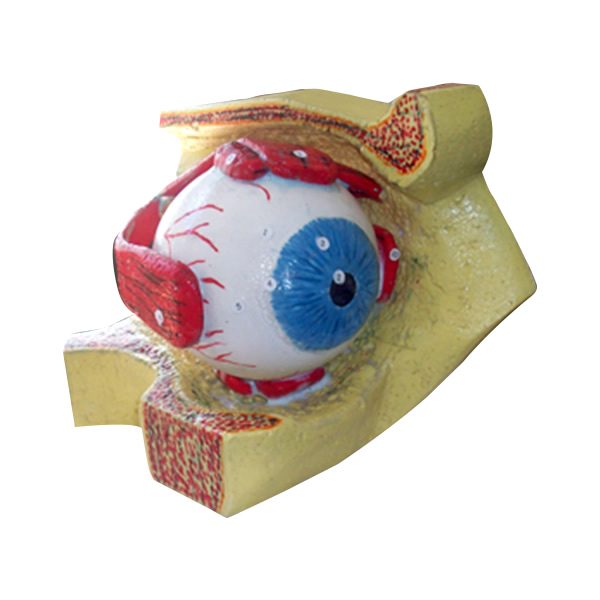 globo_ocular.jpg