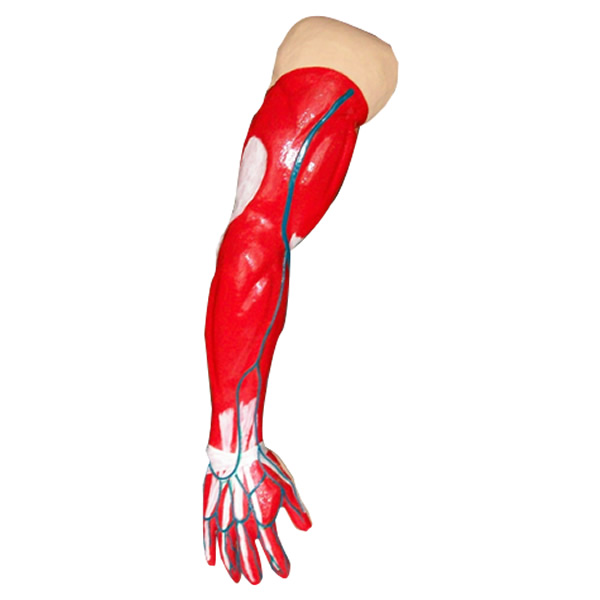 maqueta_brazo.jpg