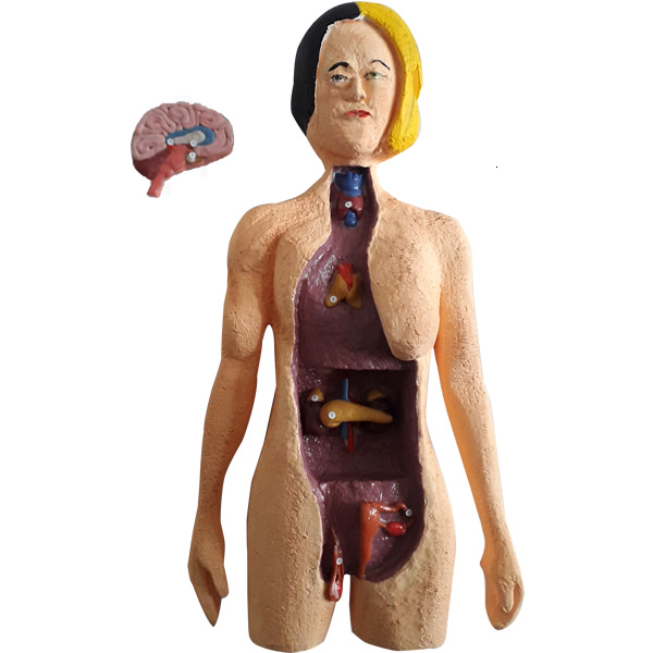 sistema_endocrino.jpg